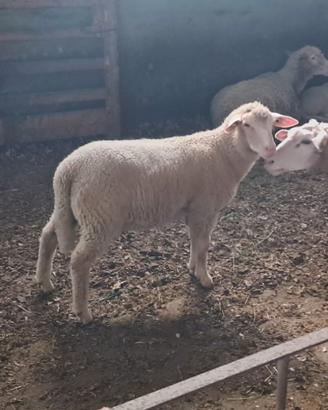 Agnello maschio