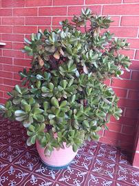 Crassula 