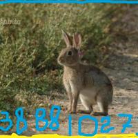 SELVATICI conigli svezzati come MINI LEPRI lapin