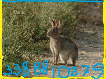 SELVATICI conigli svezzati come MINI LEPRI lapin