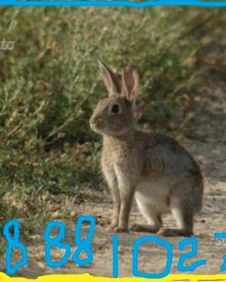 SELVATICI conigli svezzati come MINI LEPRI lapin