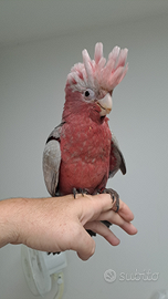 Cacatua Rosa