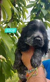 Cocker Spaniel cucciolo maschio