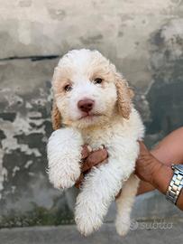 Lagotto romagnolo