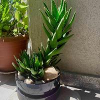 Aloe Perfoliata (Mitriformis) di 9 anni.