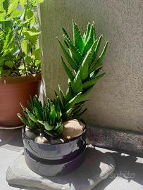 Aloe Perfoliata (Mitriformis) di 9 anni.