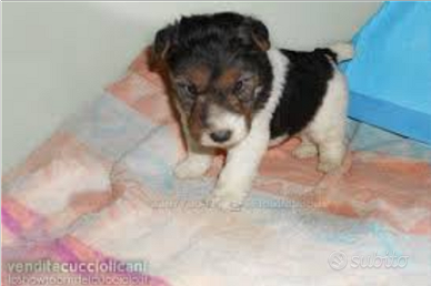 Fox terrier