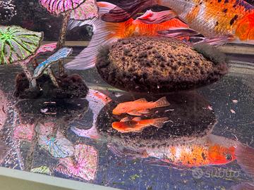 Pesci per pulizia dell'acquario