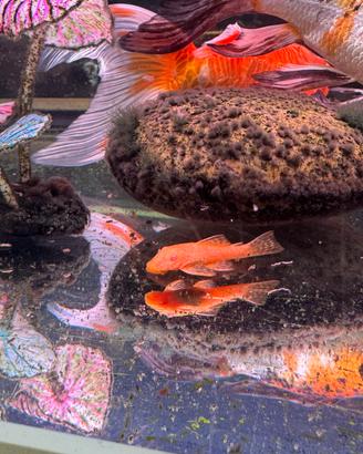 Pesci per pulizia dell'acquario