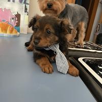 Cucciolo maschio chocolate due mesi