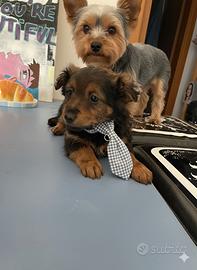 Cucciolo maschio chocolate due mesi