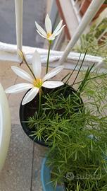 Zephyranthes candida bulbi di estate