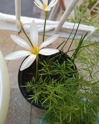 Zephyranthes candida bulbi di estate