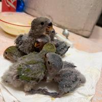 Inseparabili allevati a mano