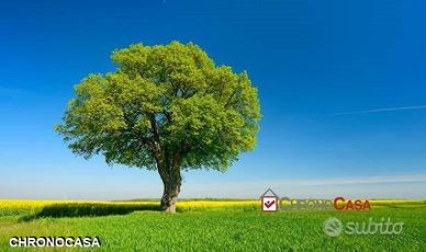 Terreno agricolo a Piano Torre