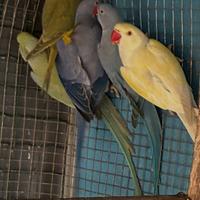 Parrocchetti dal collare