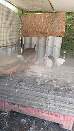 Animali