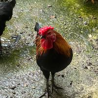 Gallo nano ornamentale Bantam