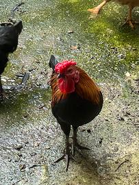 Gallo nano ornamentale Bantam