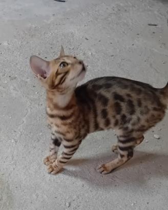Gatti bengala