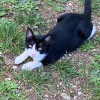 Cuccioli di gatto 5 mesi