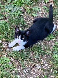 Cuccioli di gatto 5 mesi