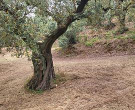 Terreno agricolo con uliveto secolari