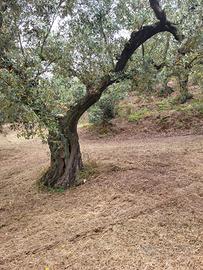 Terreno agricolo con uliveto secolari