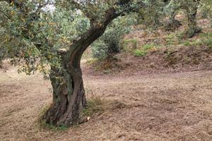 Terreno agricolo con uliveto secolari