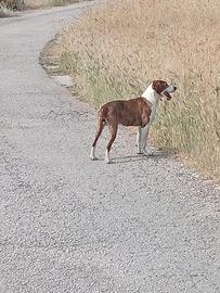 Segugio maremmano