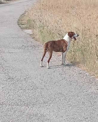 Segugio maremmano