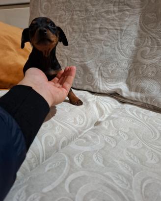 Cuccioli di pincher mini