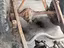 Immagine 2