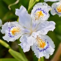 piante perenni- Iris japonica