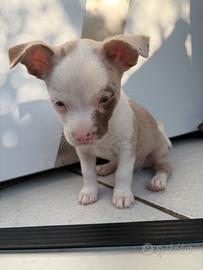 Chihuahua