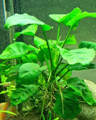 Pianta acquario Anubias Gigantea