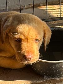 Cane cucciola labrador