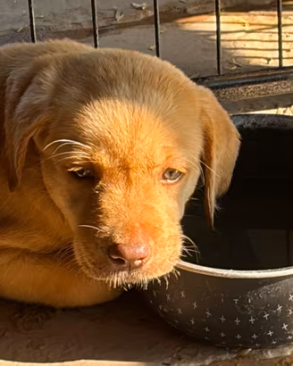 Cane cucciola labrador