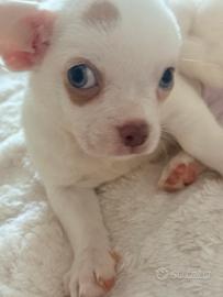 Cuccioli di chihuahua merle e non a pelo lungo e c