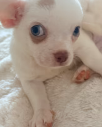 Cuccioli di chihuahua merle e non a pelo lungo e c