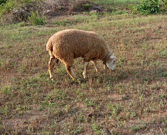 Pecora 🐑 