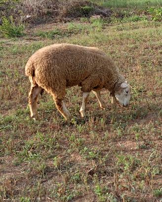 Pecora 🐑 