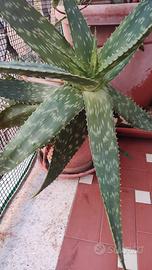 aloe vera