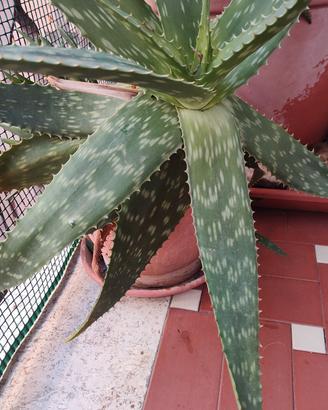 aloe vera