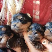 Yorkshire terrier maschi puri meravigliosi