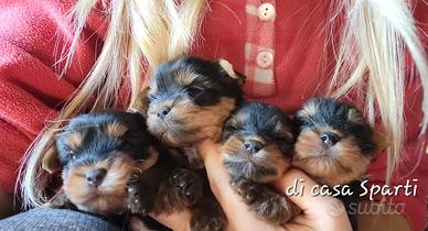 Yorkshire terrier maschi puri meravigliosi
