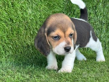 Beagle