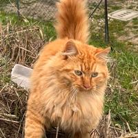 Gattini