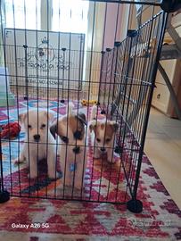 Jack Russell pedigree ROI