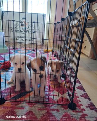 Jack Russell pedigree ROI